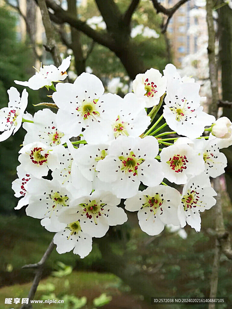 梨花盛開
