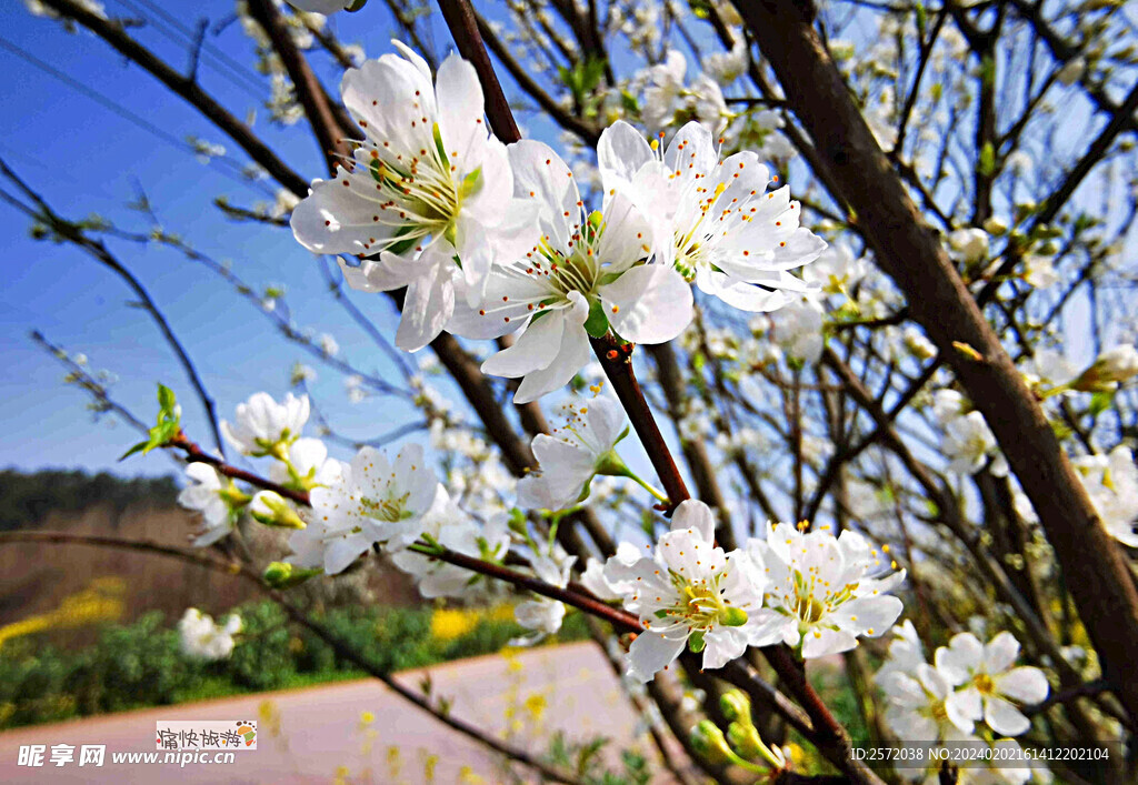 梨花盛開(kāi)