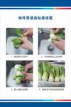 绿叶菜清洗标准流程