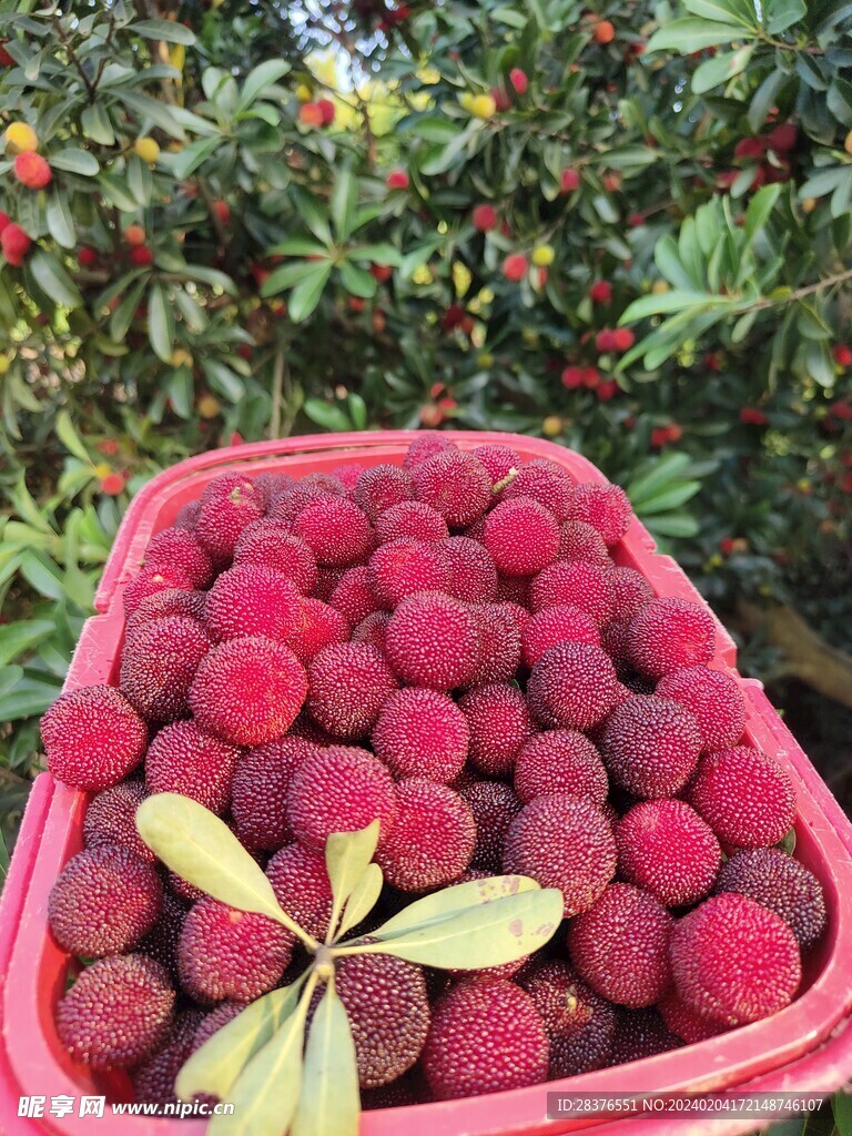 楊梅