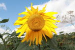 太陽花