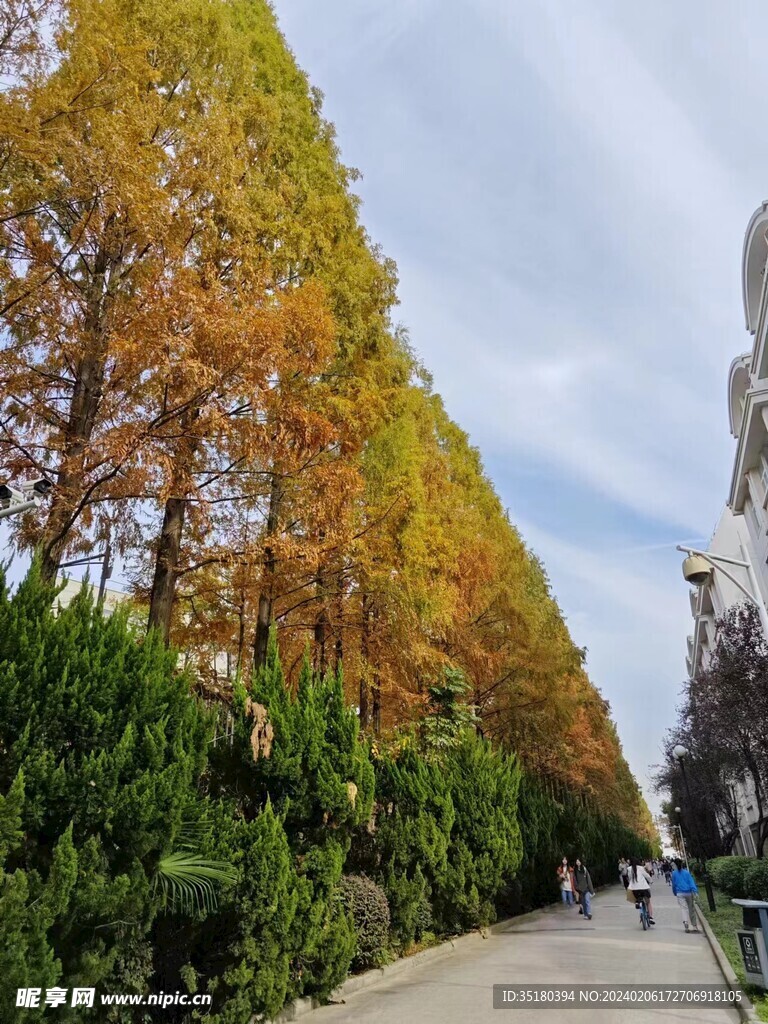 秋天多彩水杉树