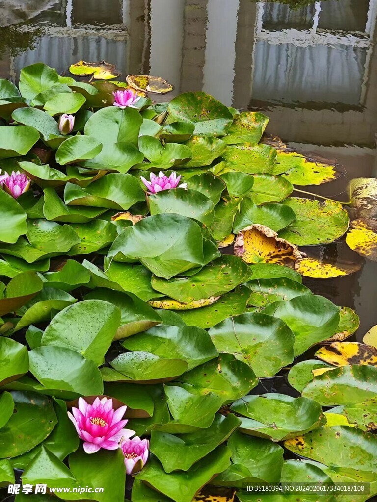 蓮花