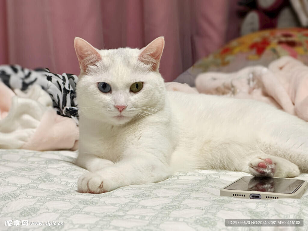 异瞳白猫