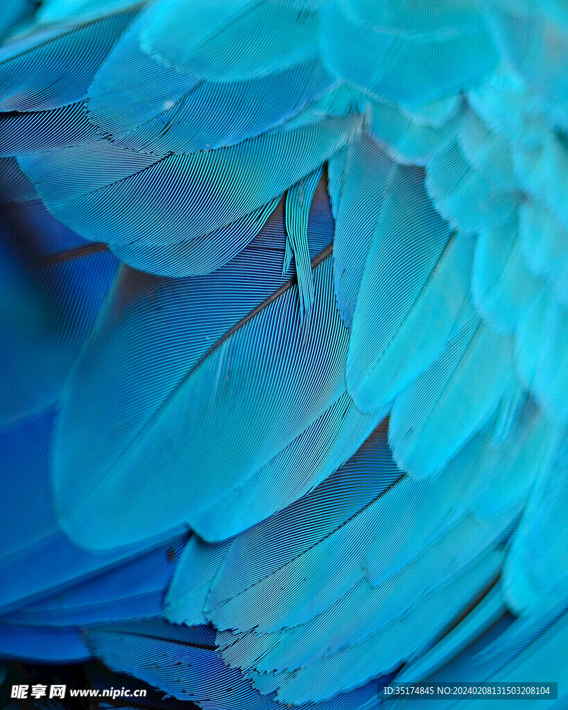 蓝色艺术羽毛装饰画