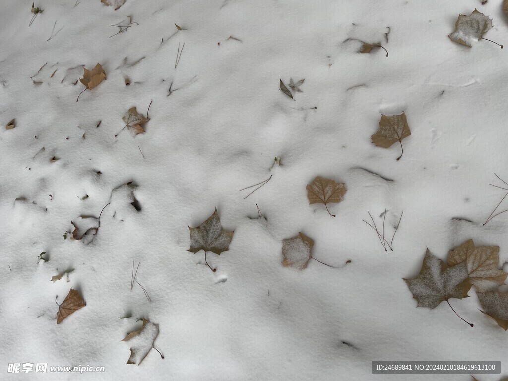 冬雪