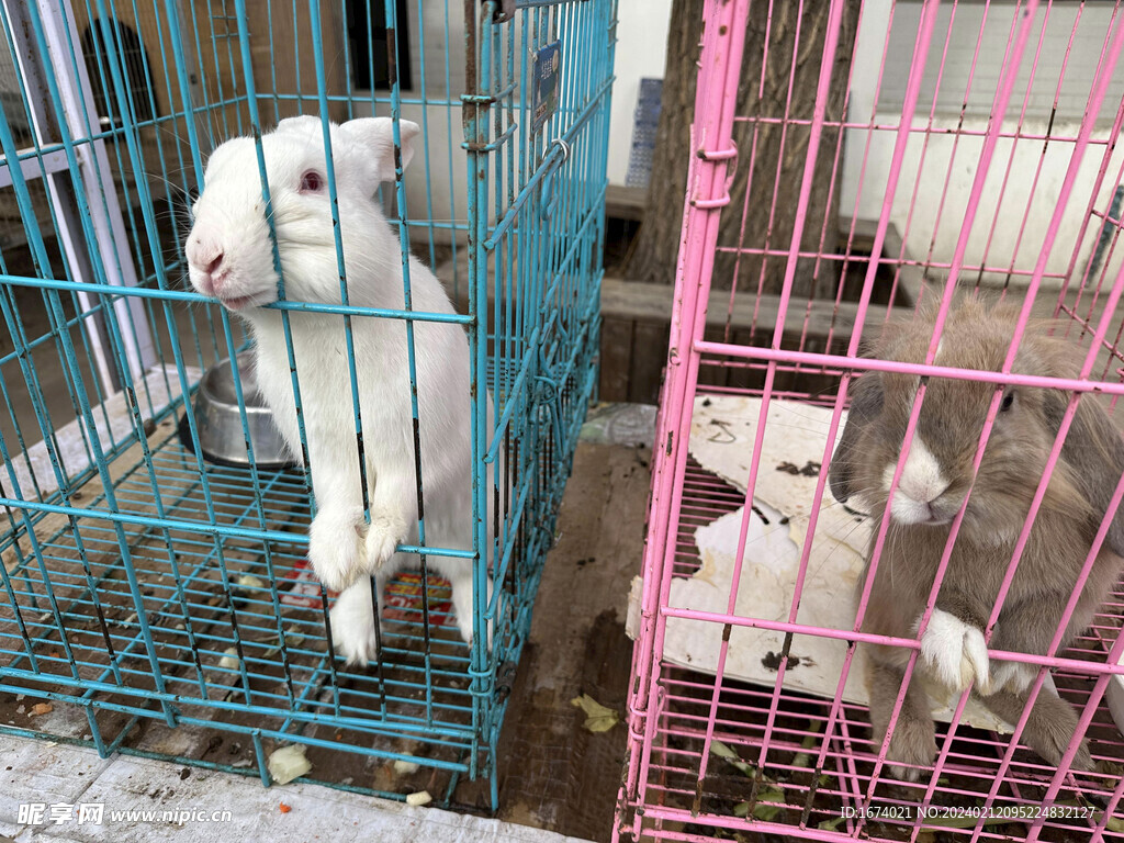 白兔和折耳兔