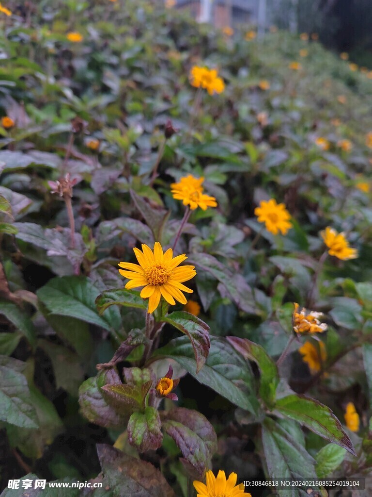 小菊