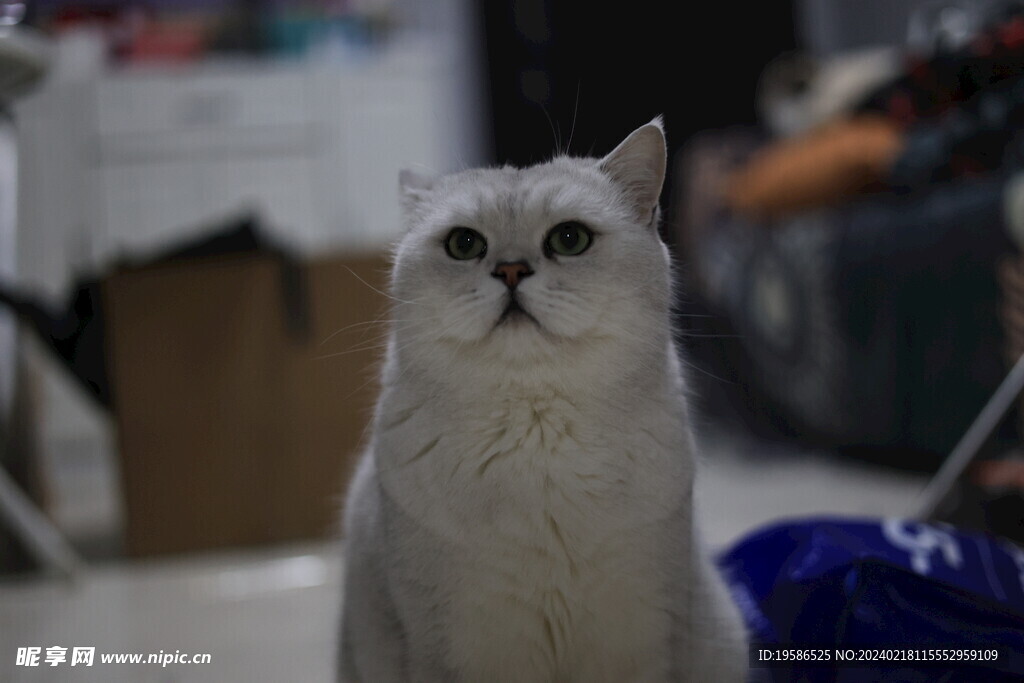 貓