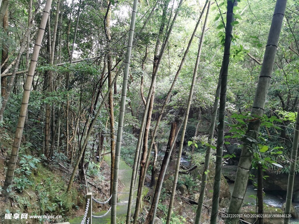 竹林 森林  溪流