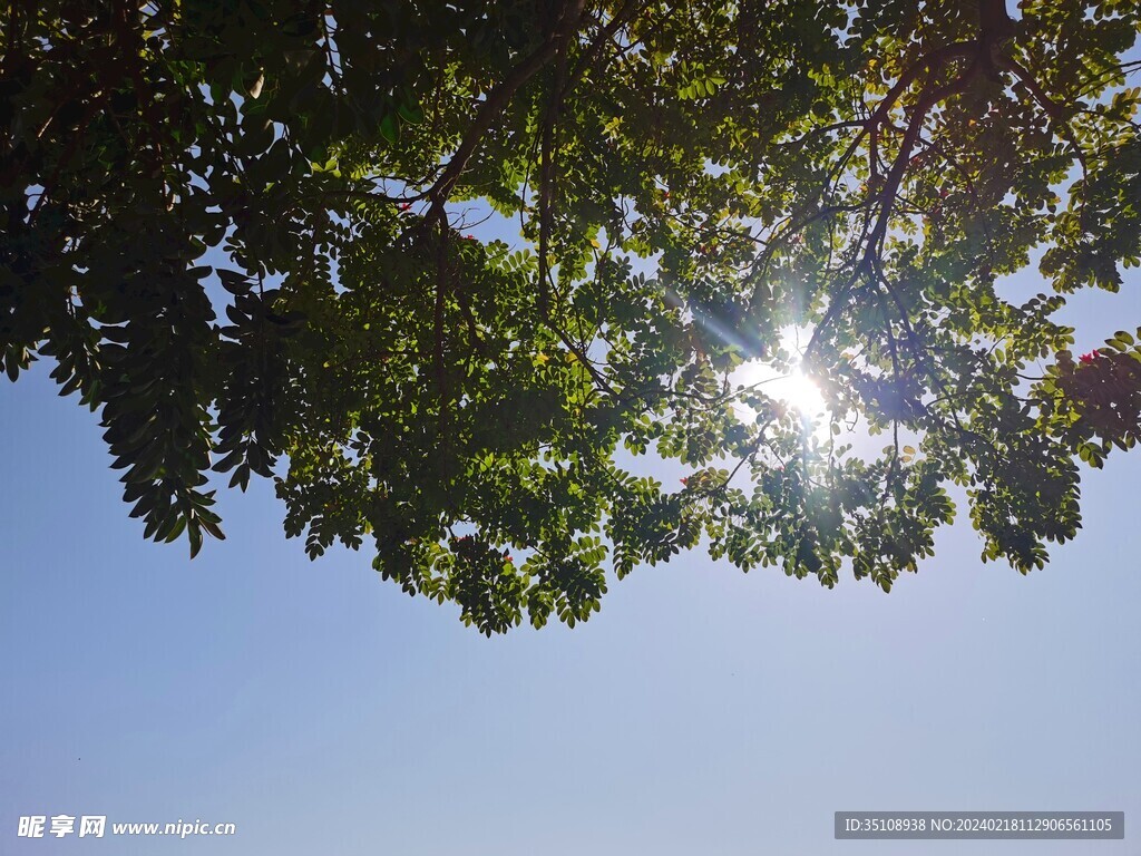 阳光下的树木摄影