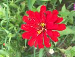 红菊花