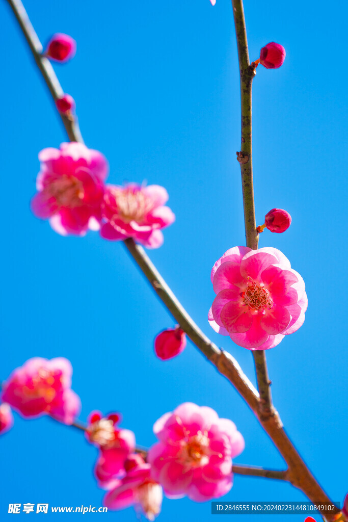 梅花