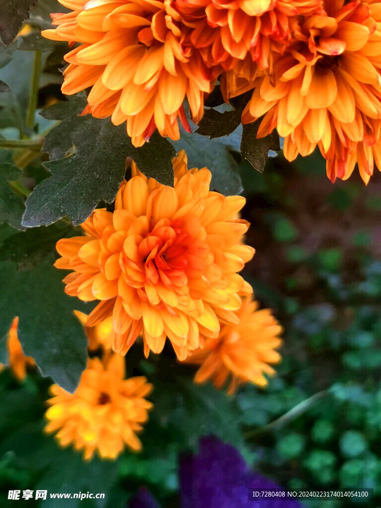 花朵