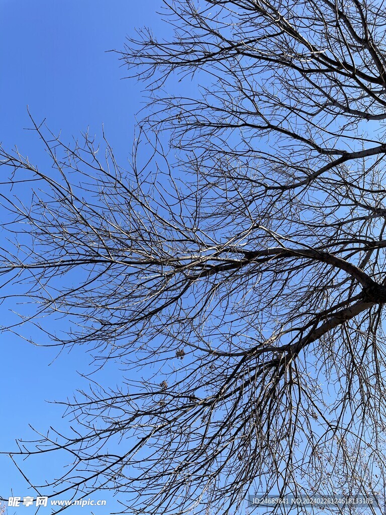 樹枝