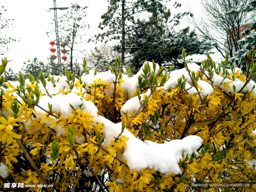 雪中连翘花