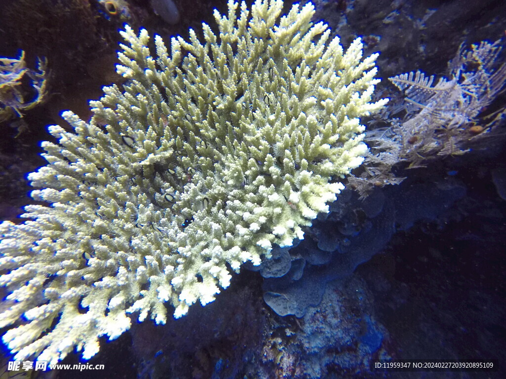 海底水下珊瑚