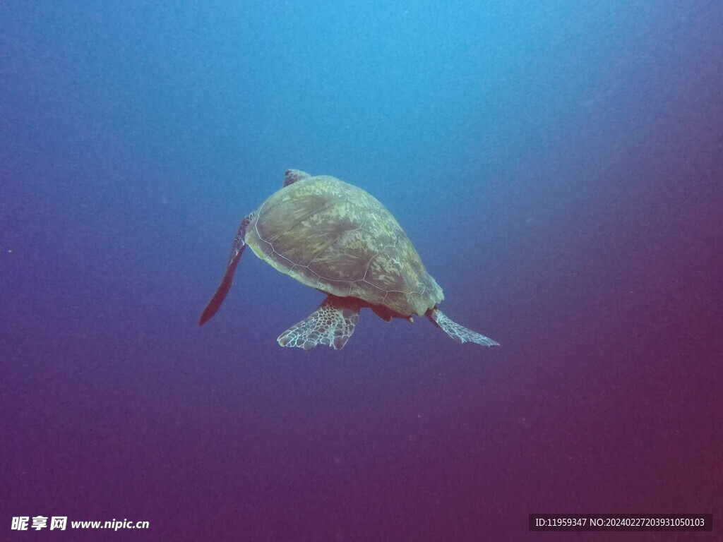 海底水下生物海龟