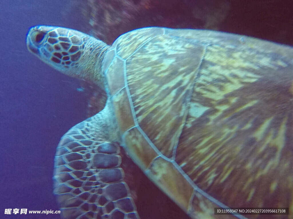海底水下生物海龟