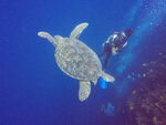 海底水下生物海龟海世界