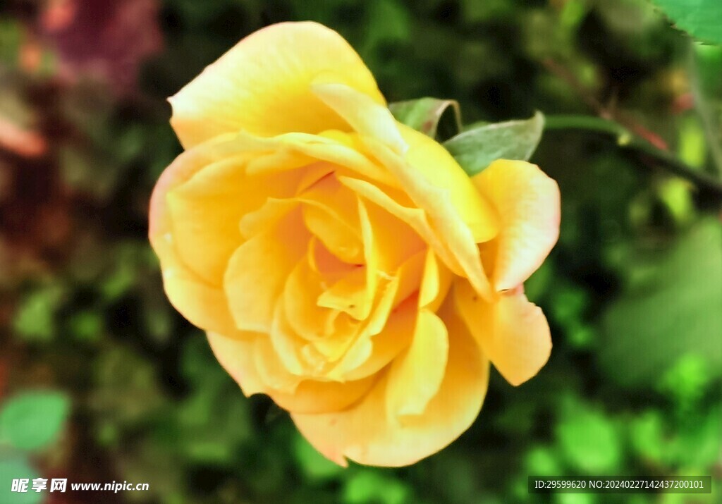 黄玫瑰 