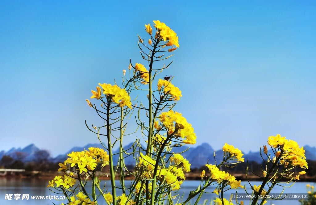 油菜花 