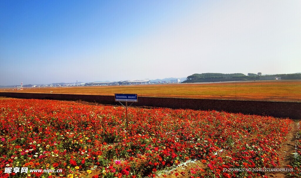 花田  