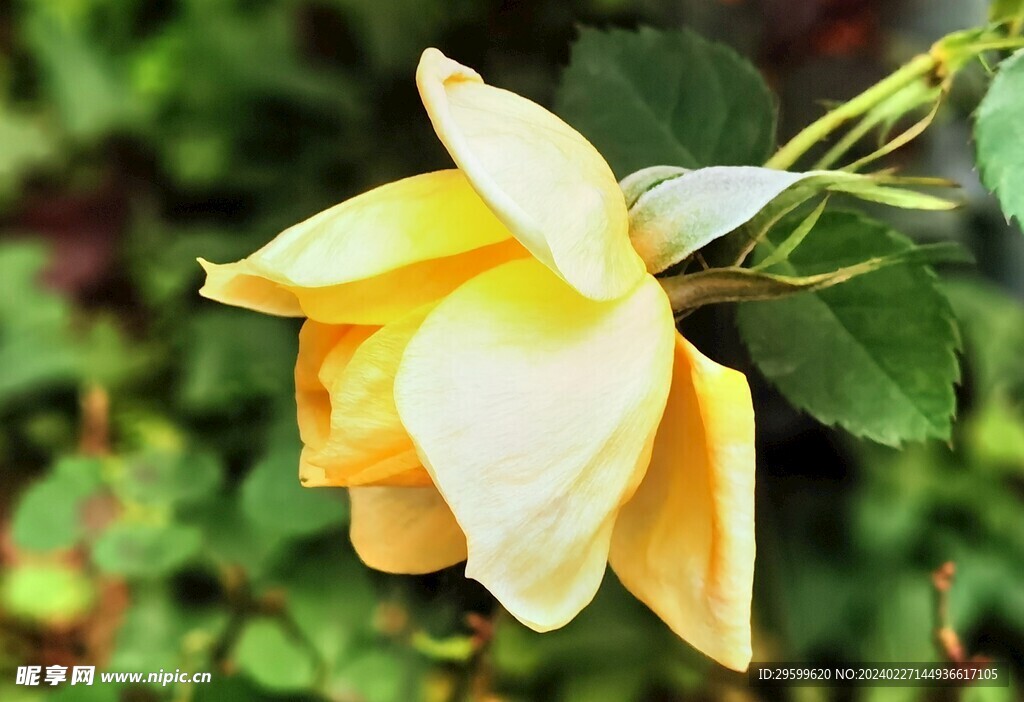 黄玫瑰  