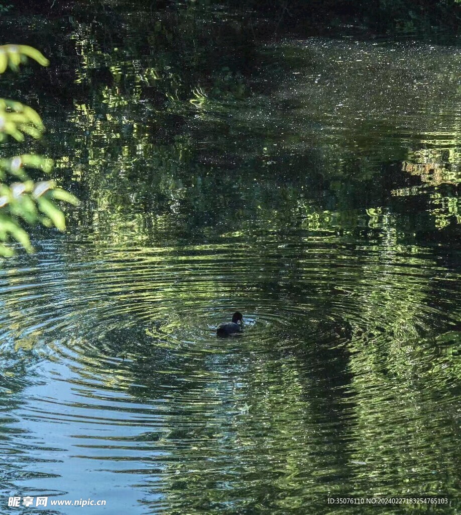 鴨子戲水