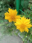 黄色花朵