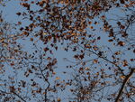 树叶天空