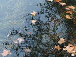 湖面落叶
