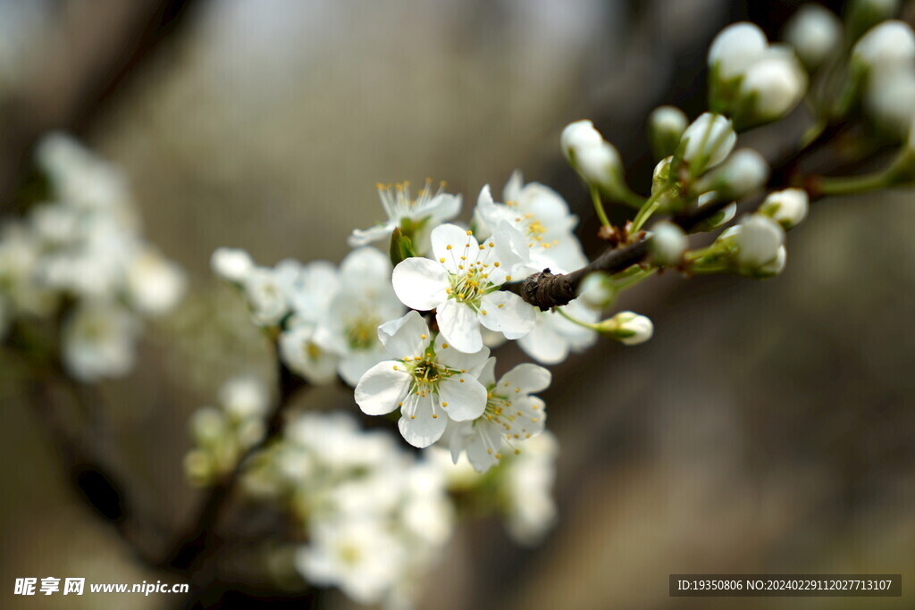春天的梨花花枝