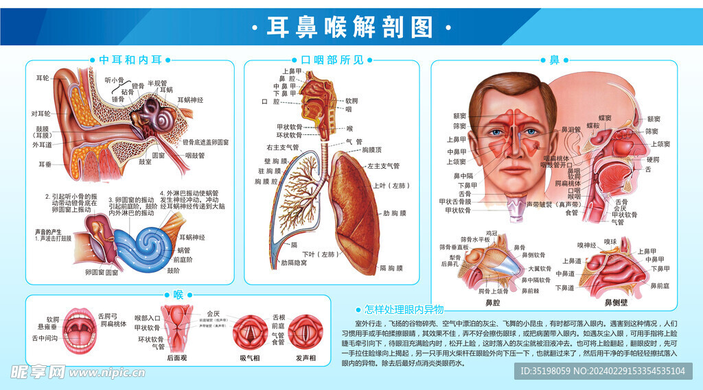 180×100cm耳鼻喉解剖图