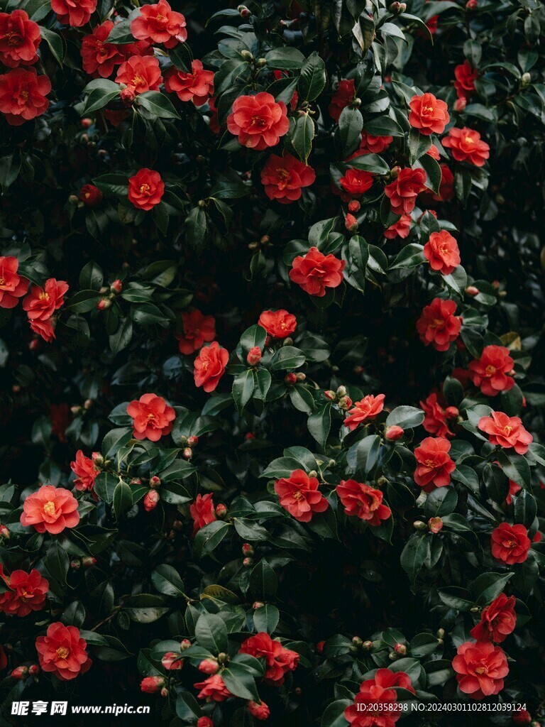 紅花 花叢
