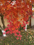 紅葉