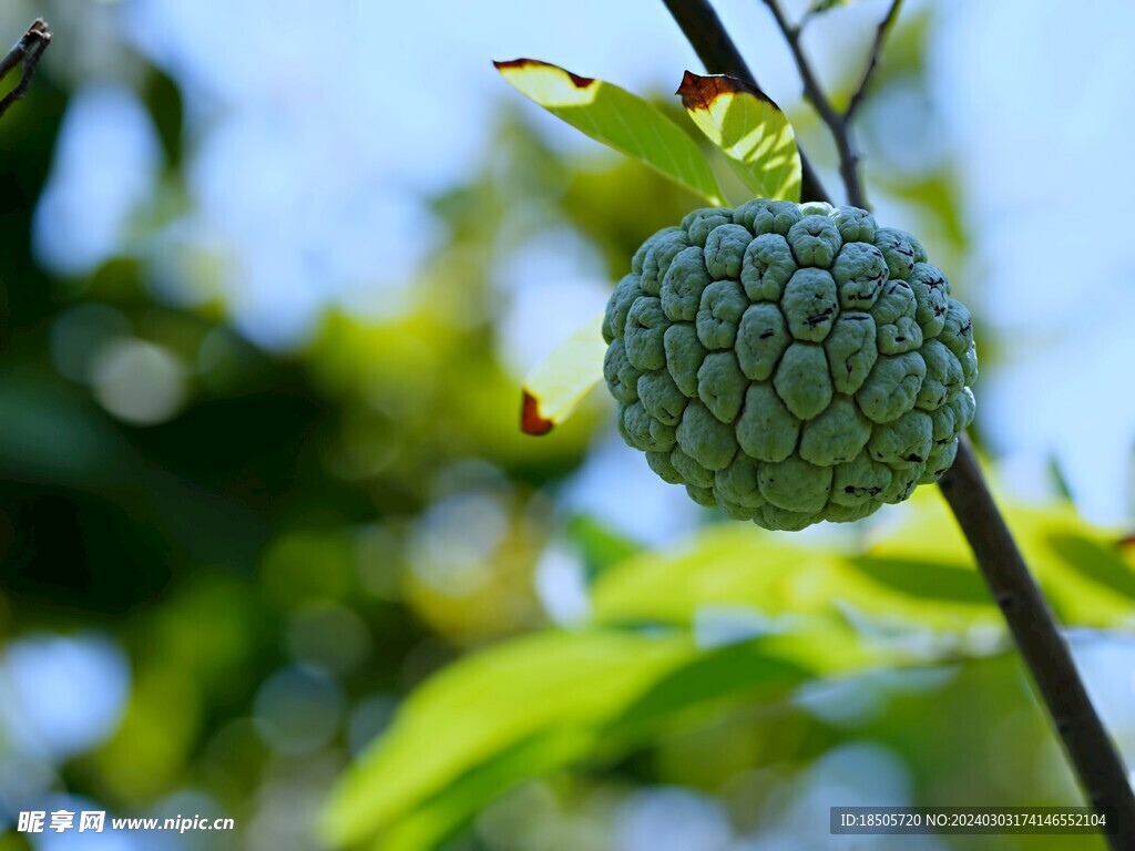 奶油蘋果