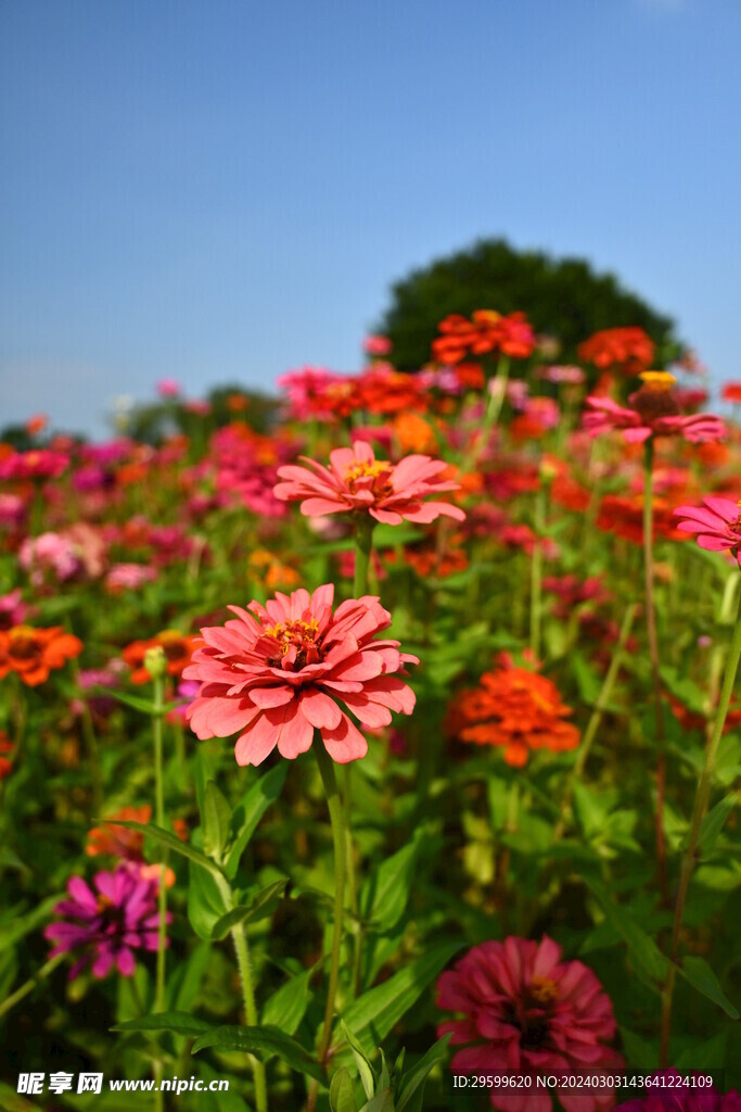  百日菊 