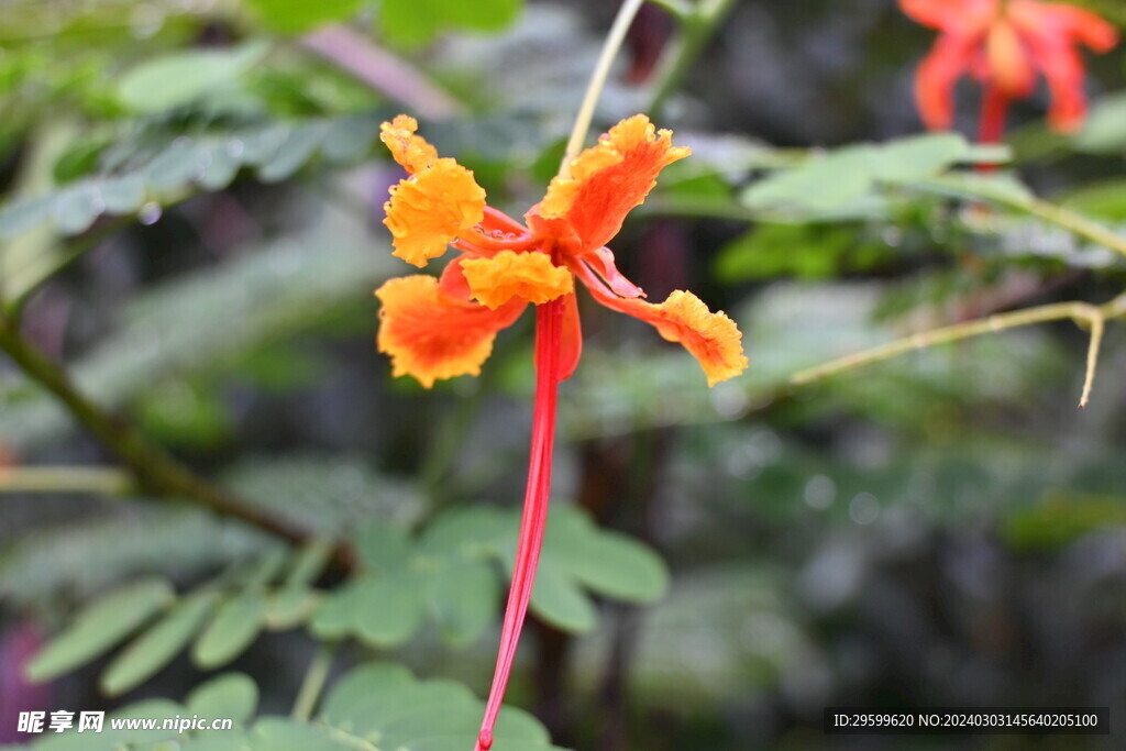 黄槐决明花 