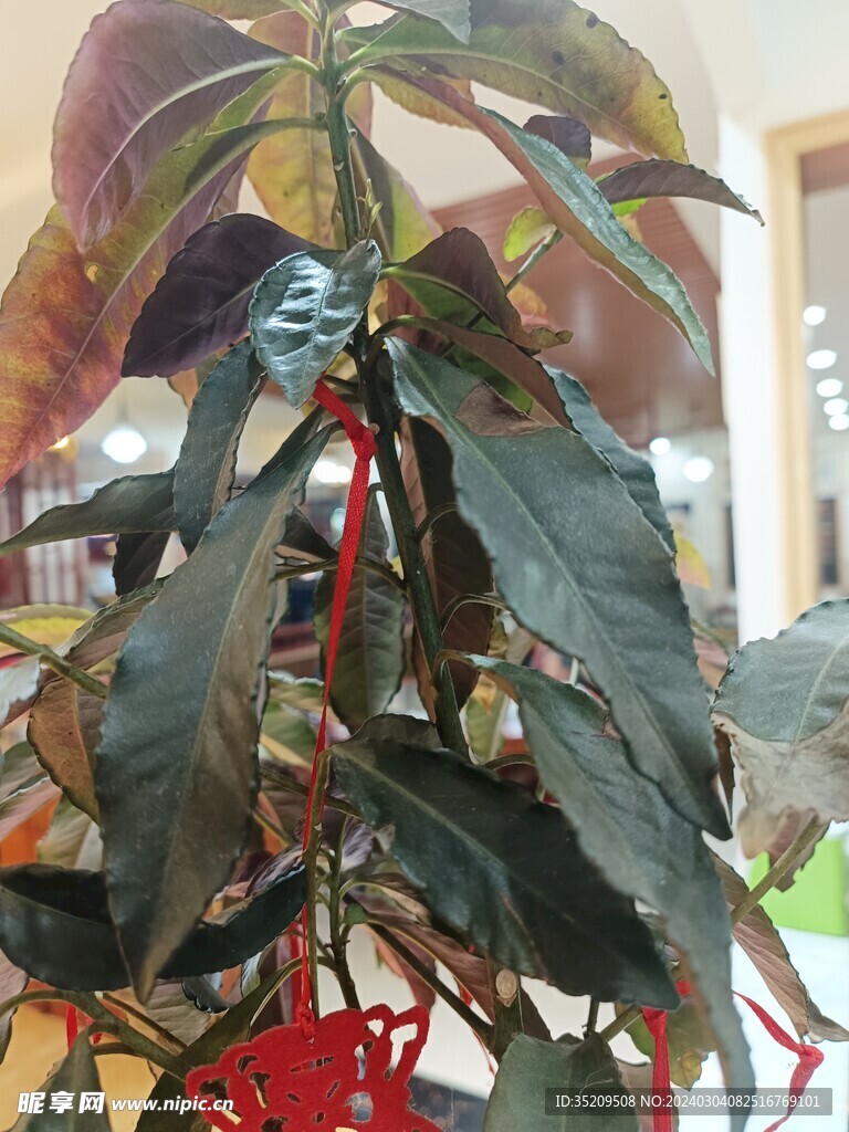 紅豆