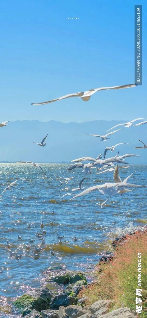 海上飛鳥