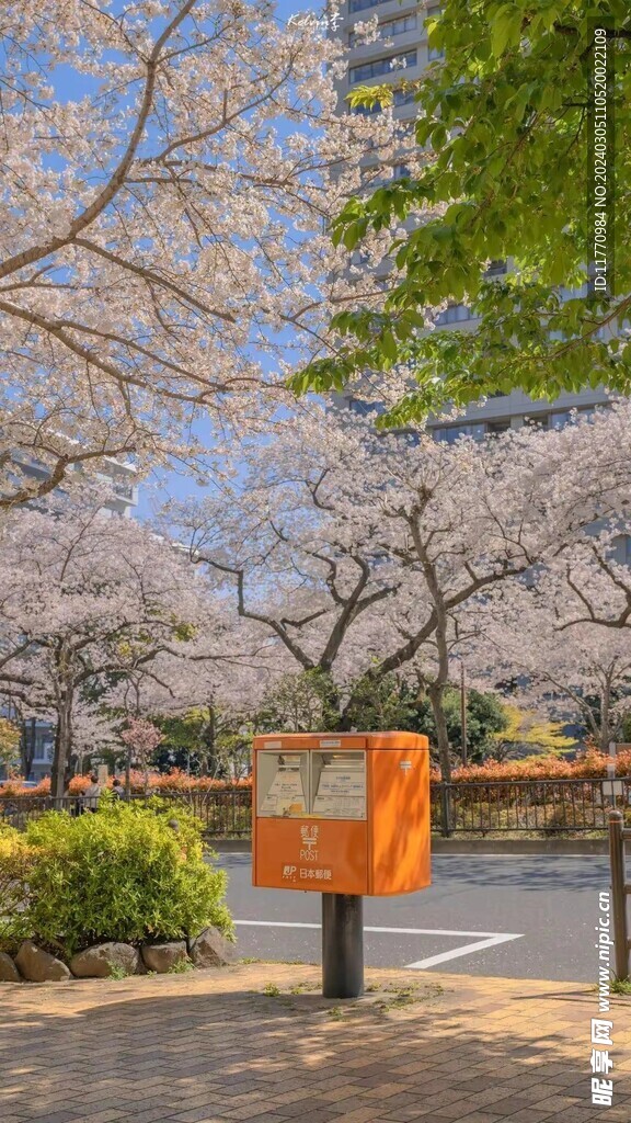櫻花街角