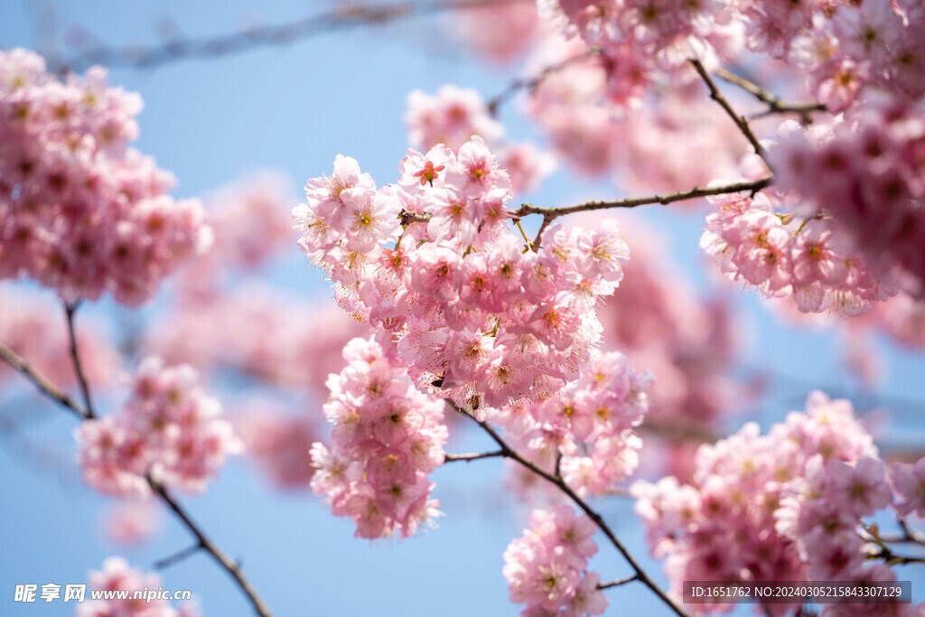 樱花