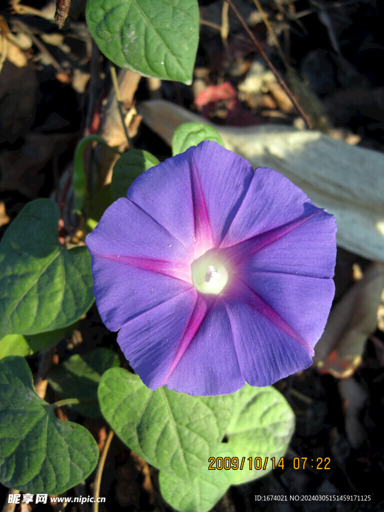 靛紫色牵牛花