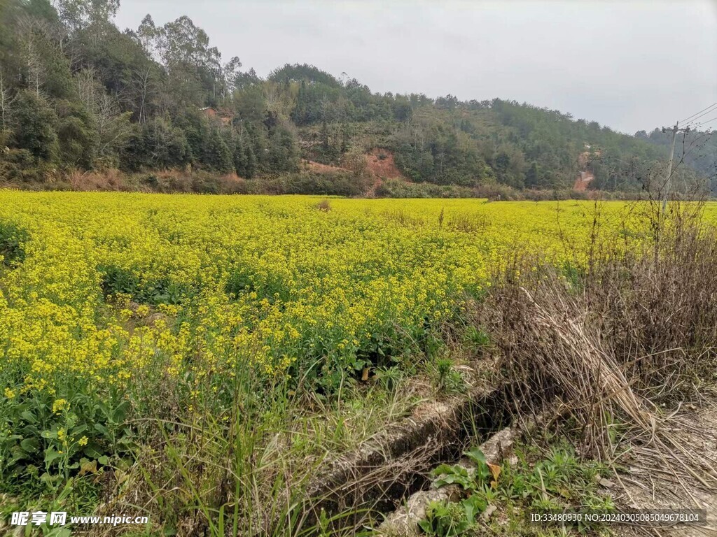 油菜花 自然風光