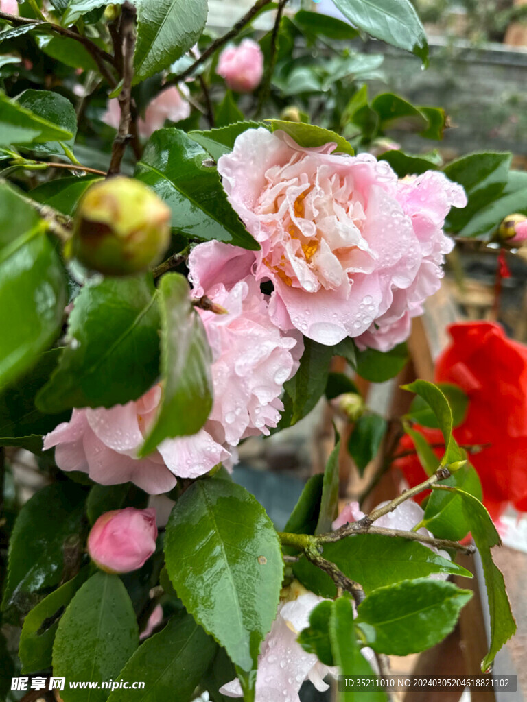 山茶花