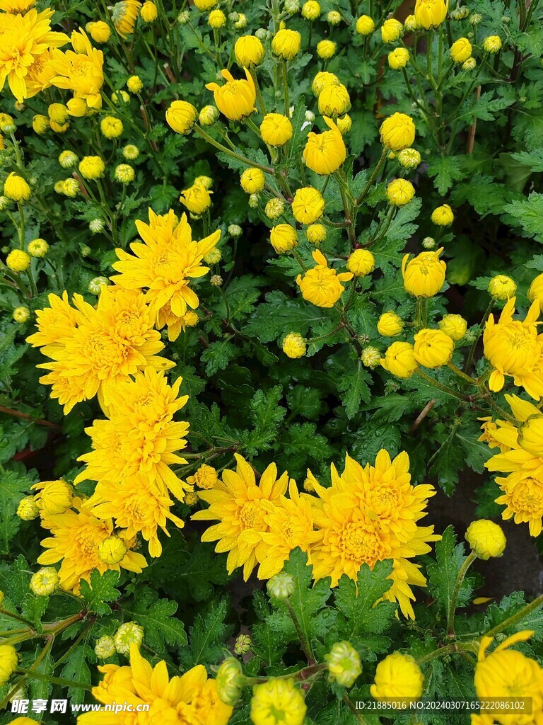 黄色菊花