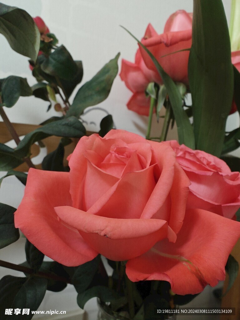 玫瑰花