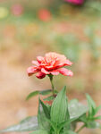 红色百日菊