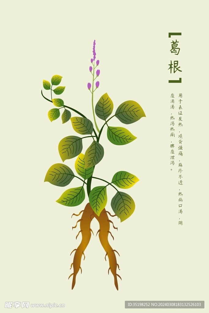 中藥葛根